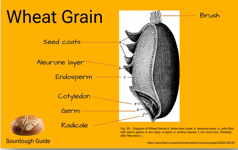 An ultimate guide illustrating the parts of wheat grain.